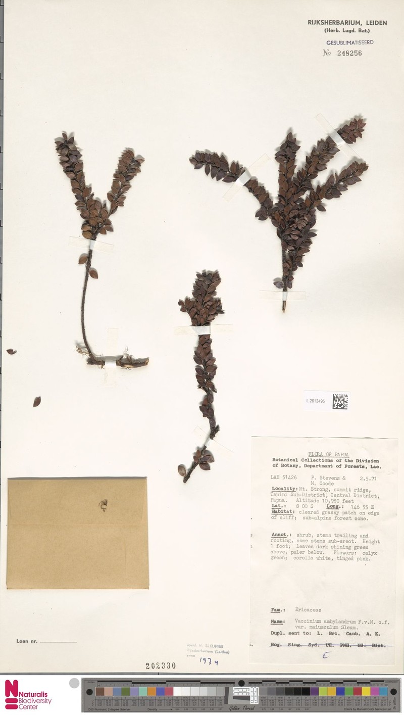 Vaccinium amblyandrum var. maiusculum photo 5