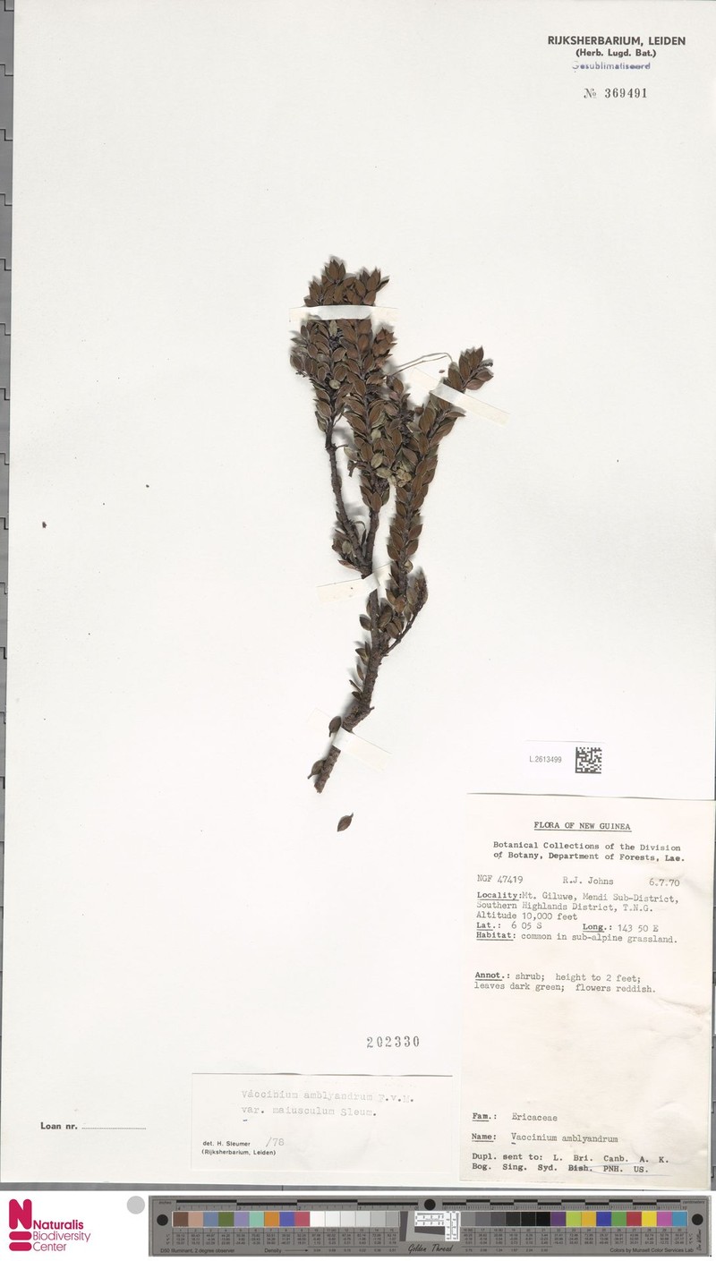 Vaccinium amblyandrum var. maiusculum photo 6
