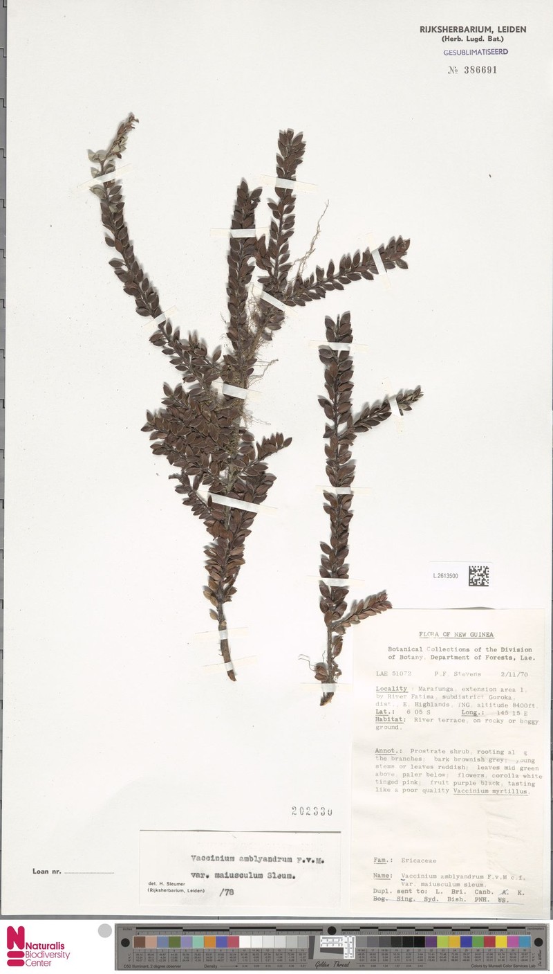 Vaccinium amblyandrum var. maiusculum photo 7
