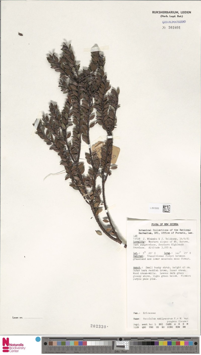 Vaccinium amblyandrum var. pungens photo 5