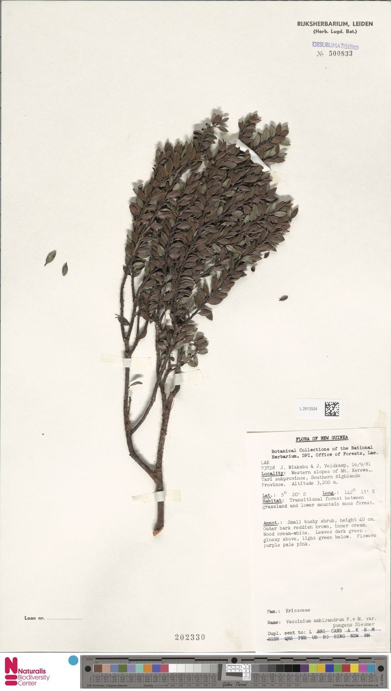 Vaccinium amblyandrum var. pungens photo 6