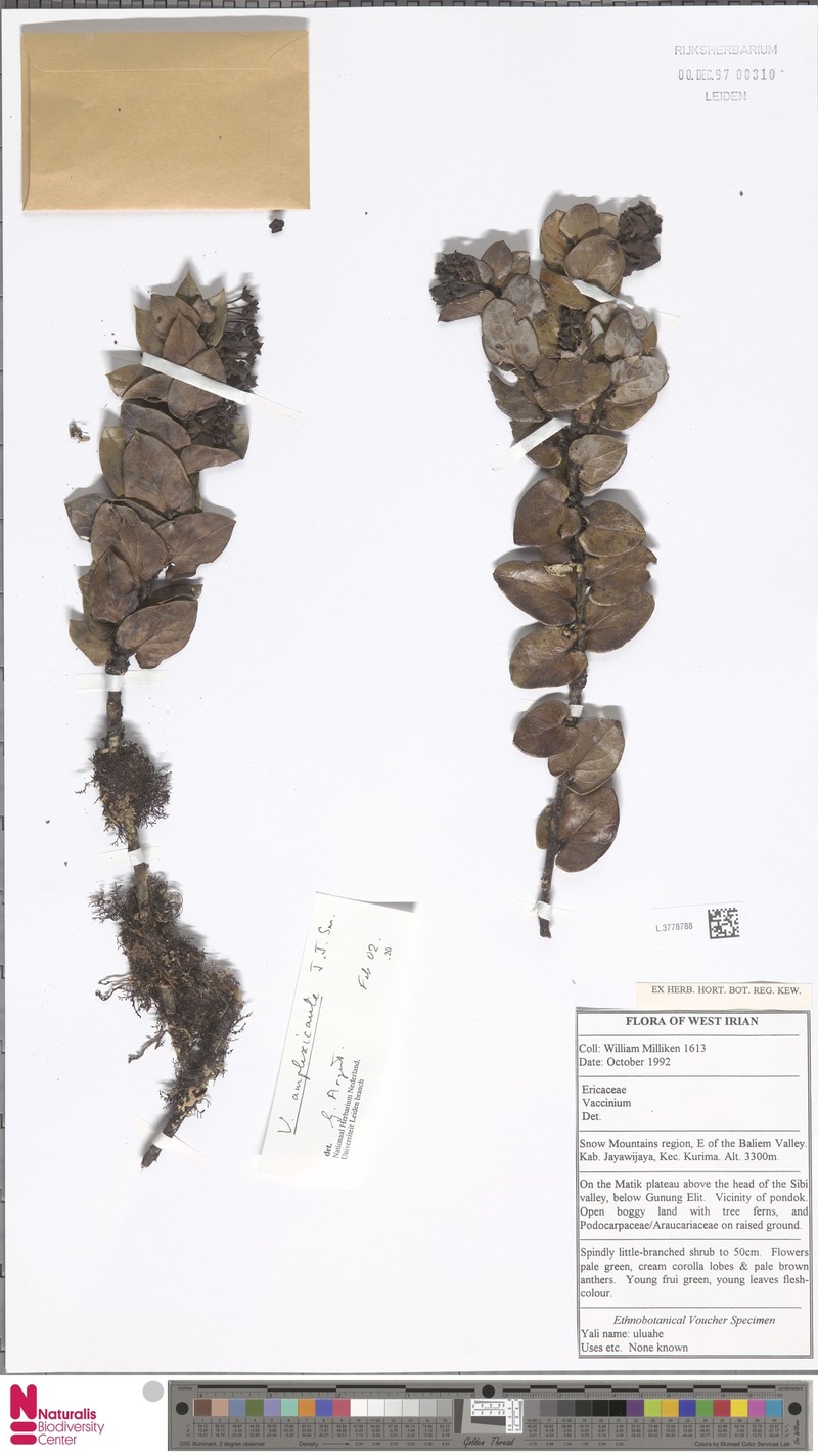 Vaccinium amplexicaule