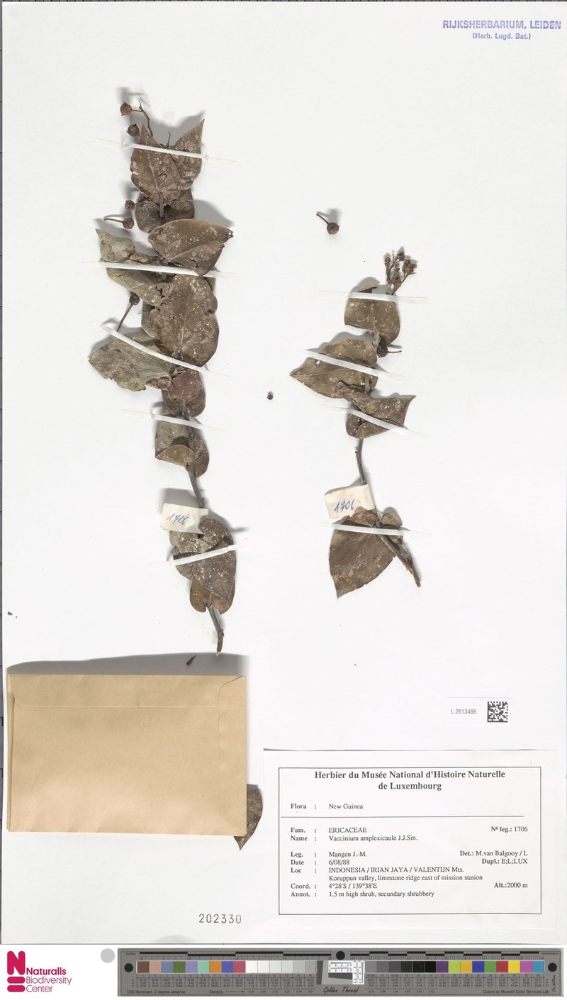 Vaccinium amplexicaule photo 2