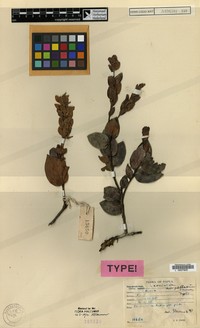 Vaccinium ampullaceum