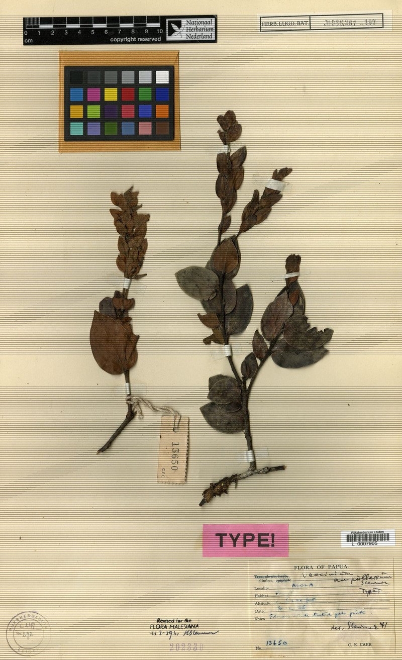 Vaccinium ampullaceum