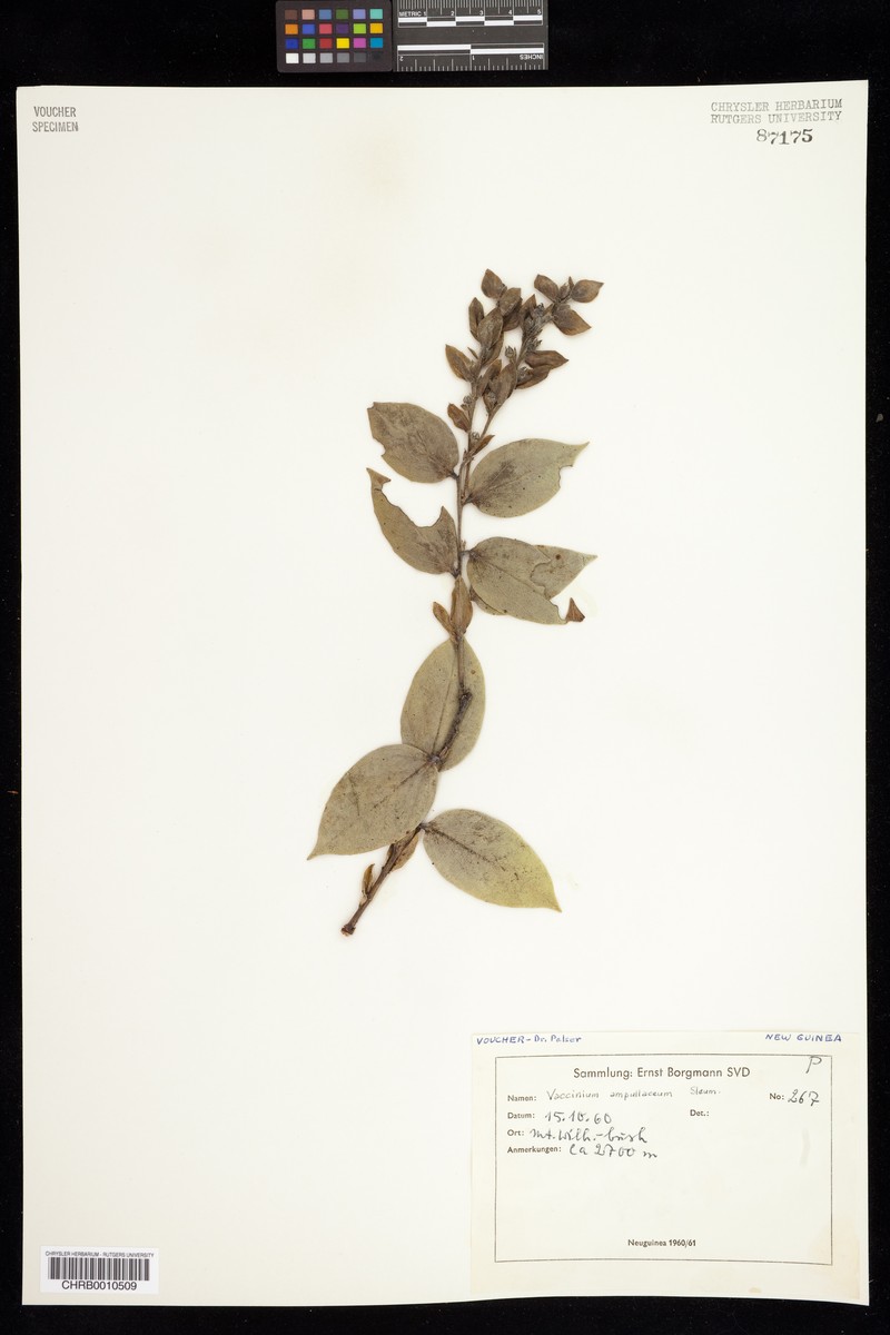Vaccinium ampullaceum photo 2