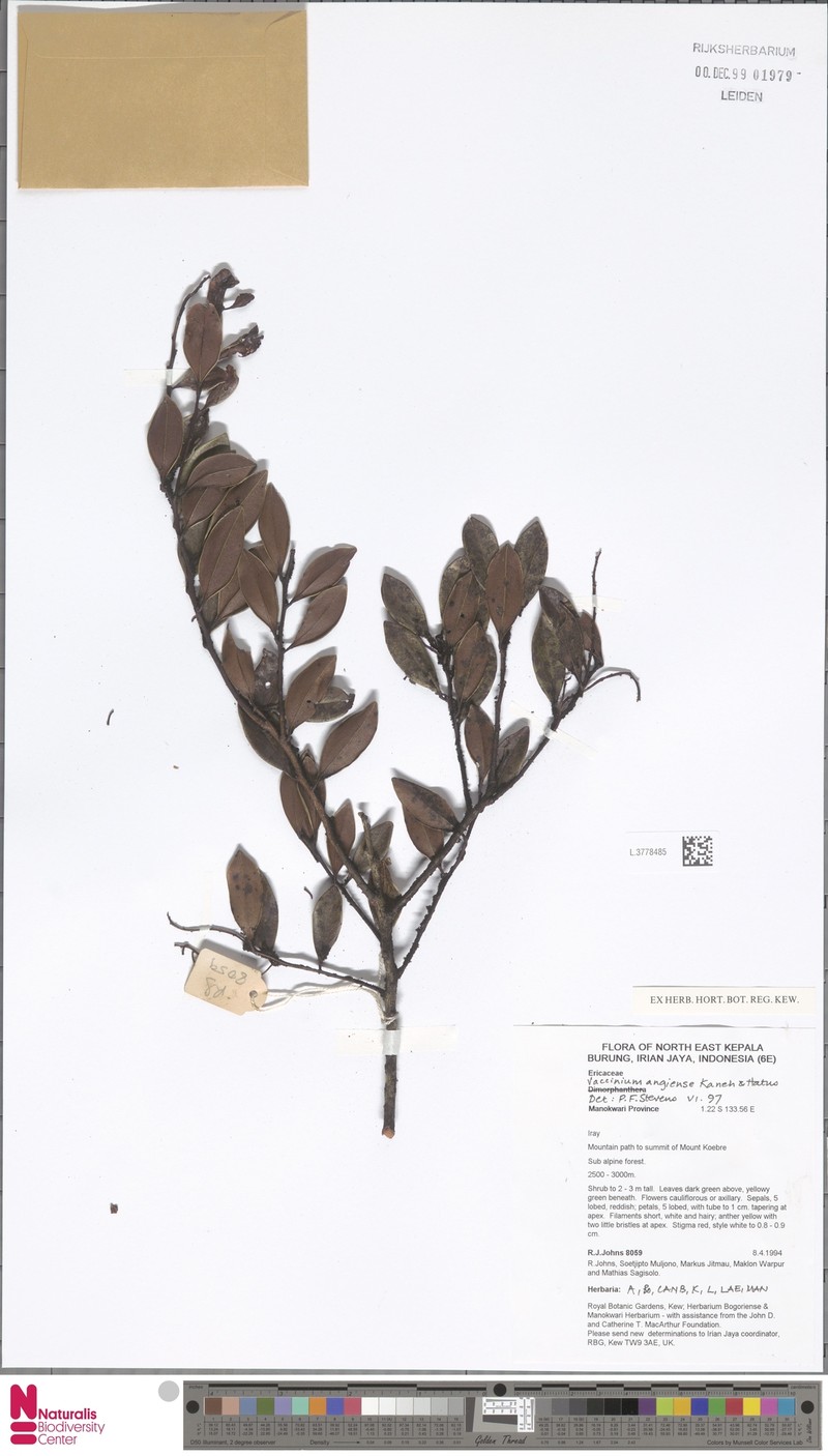 Vaccinium angiense