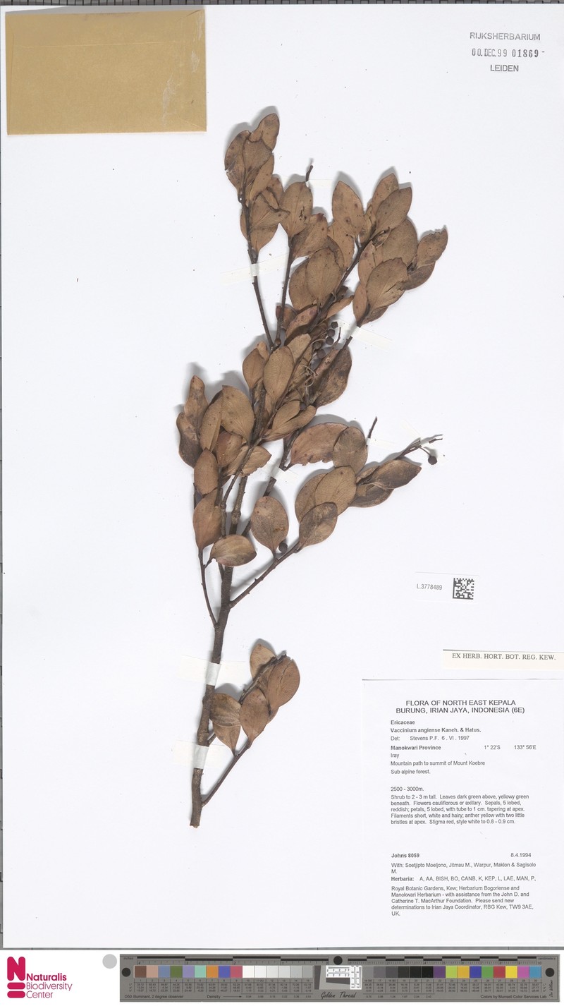 Vaccinium angiense photo 2