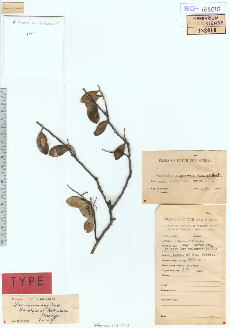 Vaccinium angiense photo 3