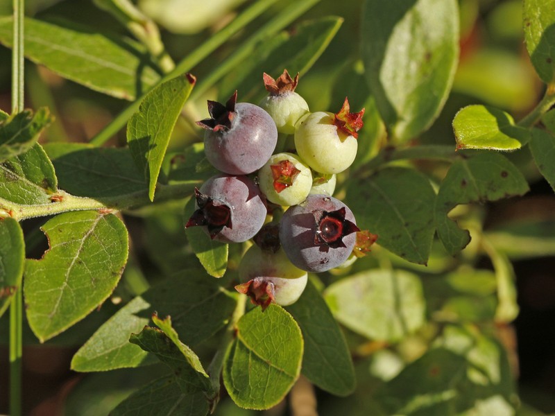Lowbush Blueberry photo 3