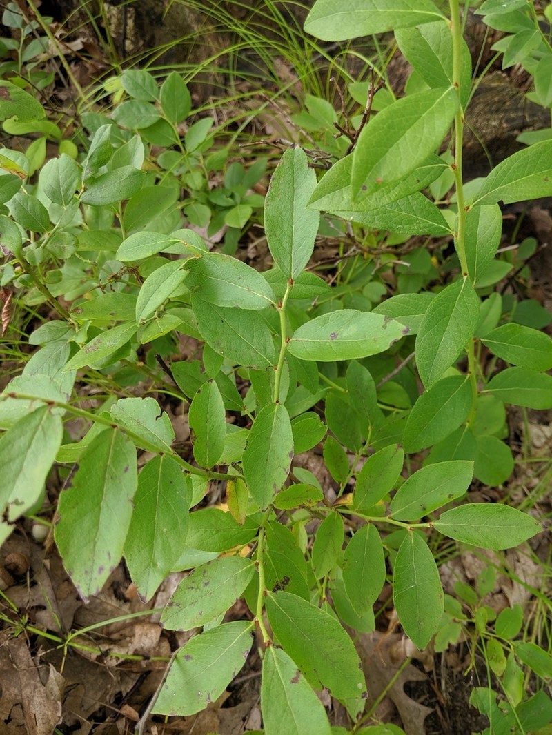 Lowbush Blueberry photo 4