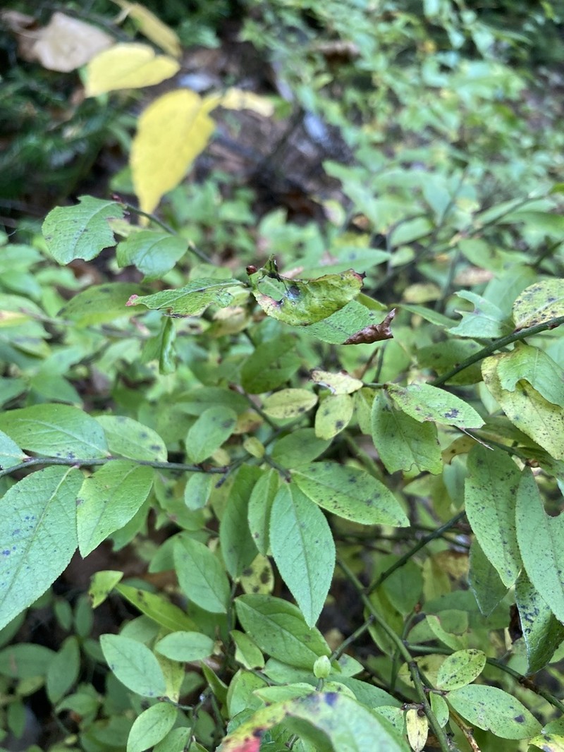 Lowbush Blueberry photo 5