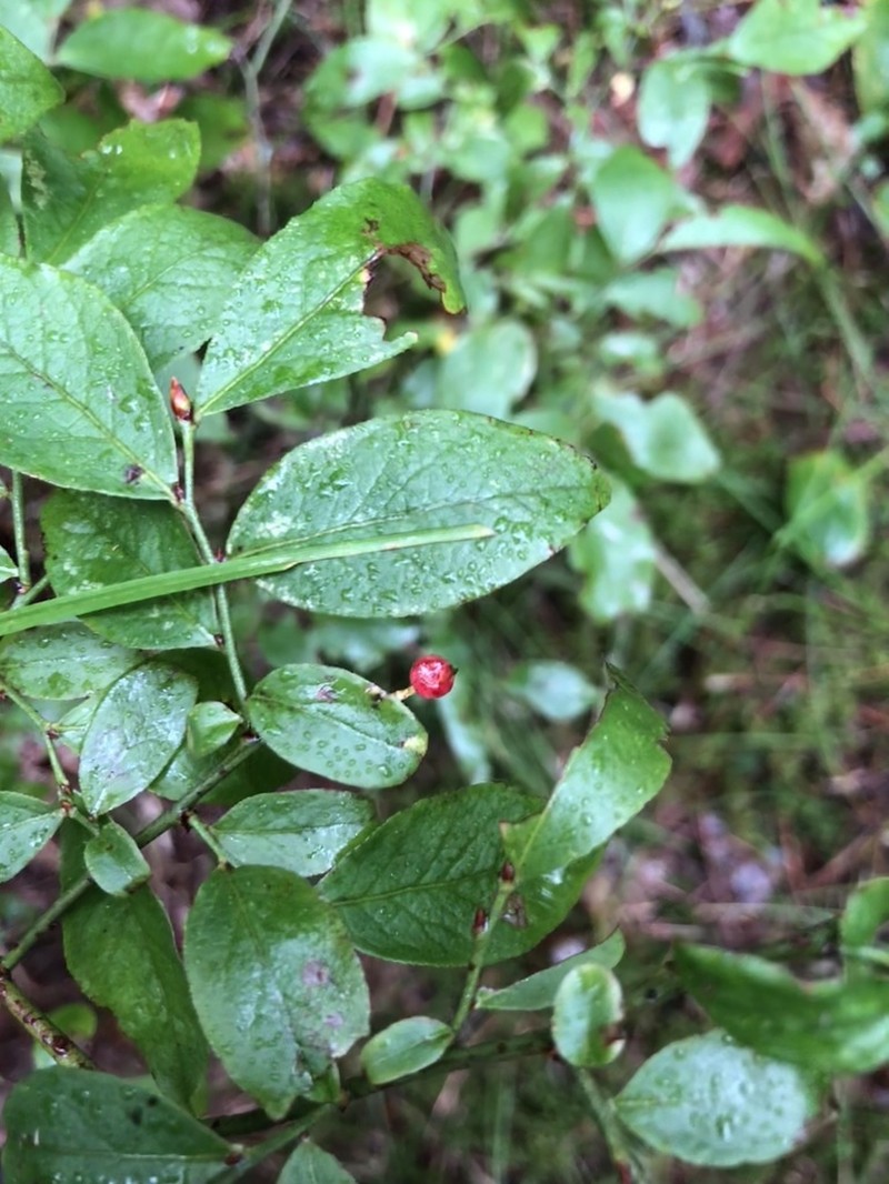 Lowbush Blueberry photo 6