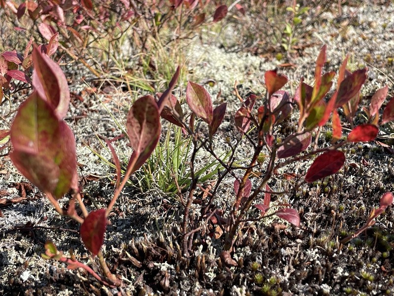 Lowbush Blueberry photo 7