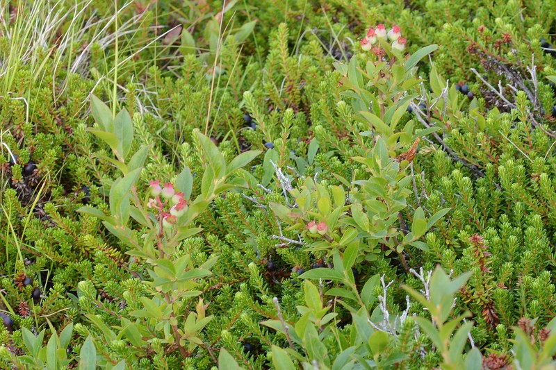 Lowbush Blueberry photo 2