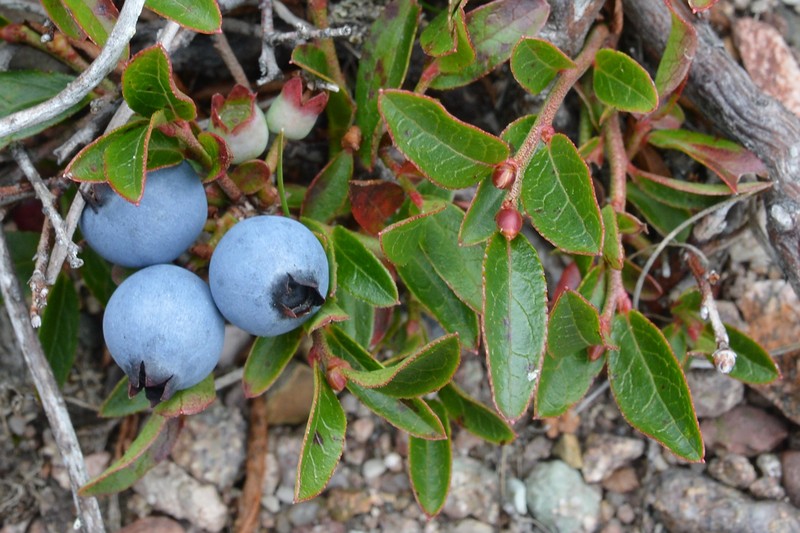 Lowbush Blueberry photo 3