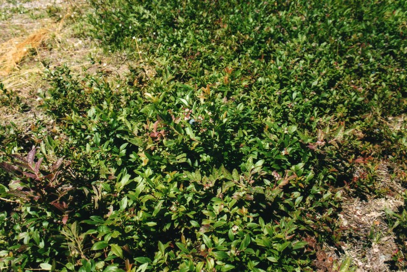 Lowbush Blueberry photo 4