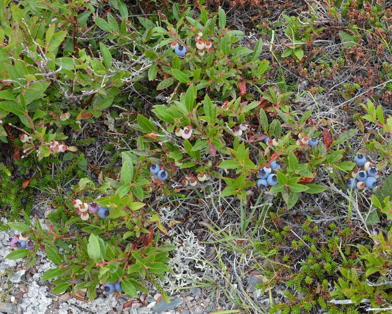 Lowbush Blueberry photo 5