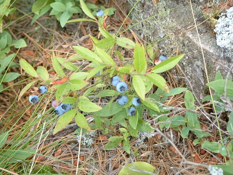 Lowbush Blueberry