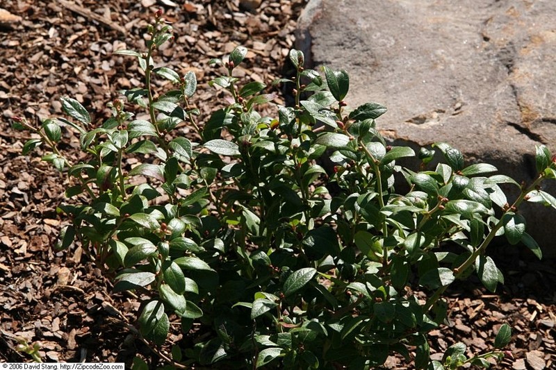 Lowbush Blueberry photo 6