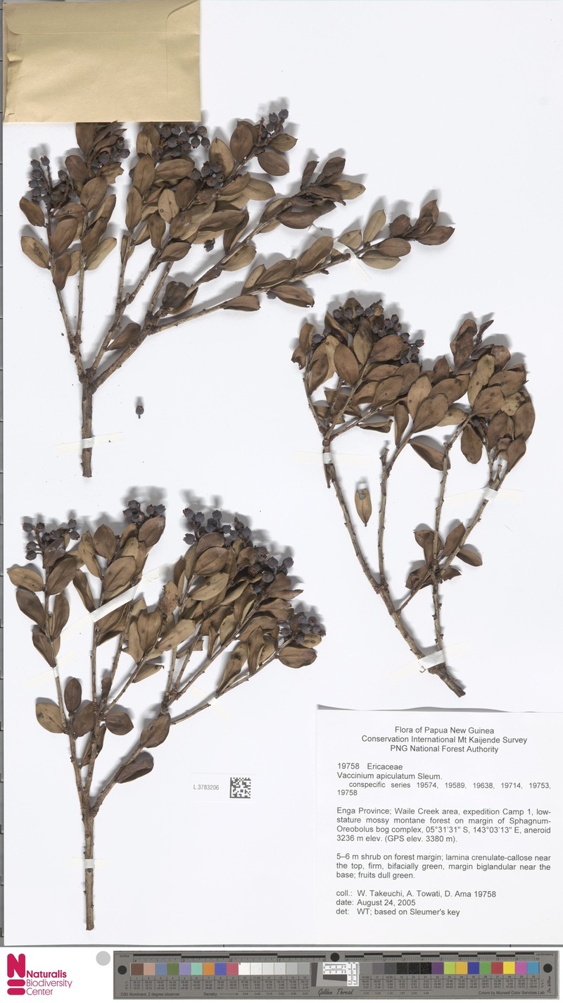 Vaccinium apiculatum