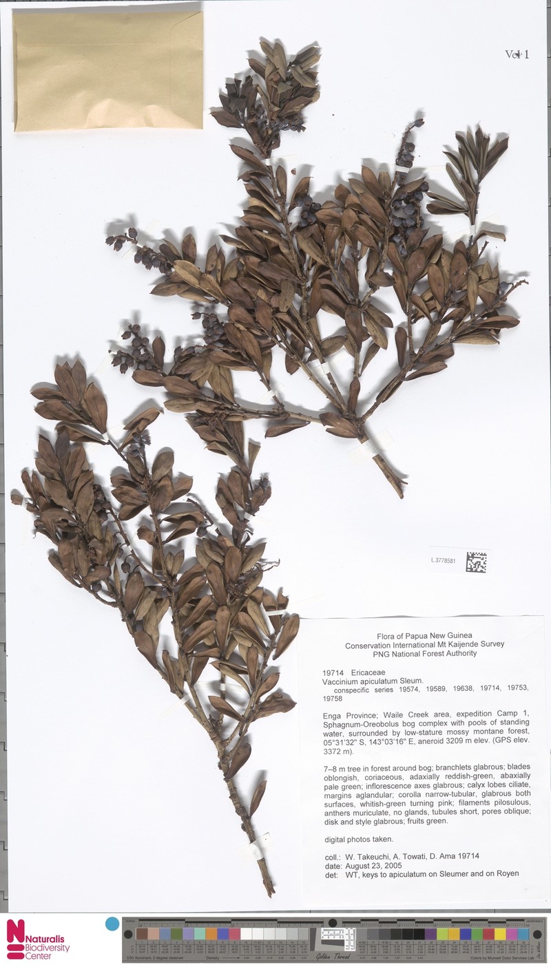 Vaccinium apiculatum photo 2