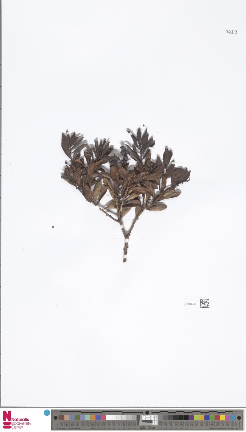 Vaccinium apiculatum photo 3