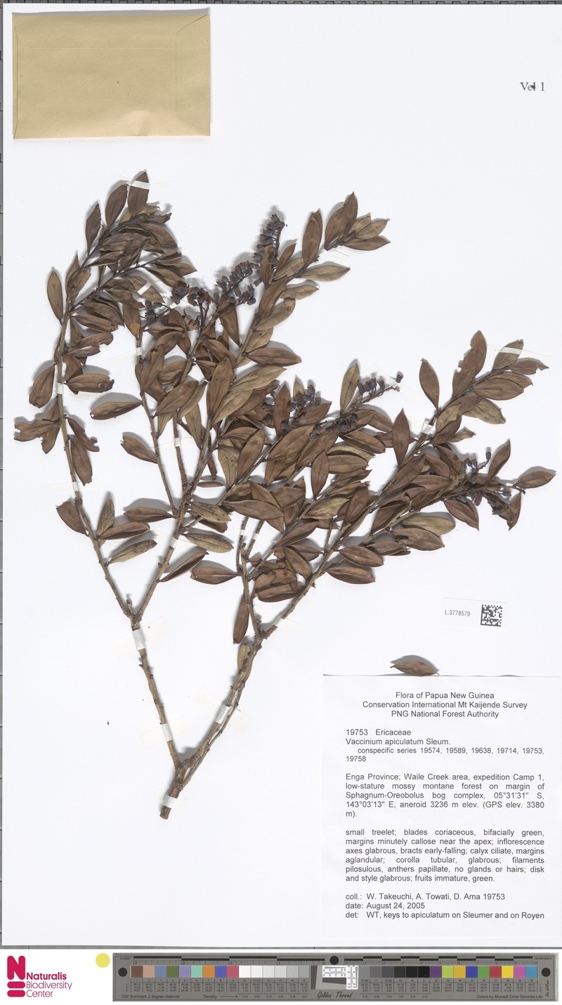 Vaccinium apiculatum photo 4