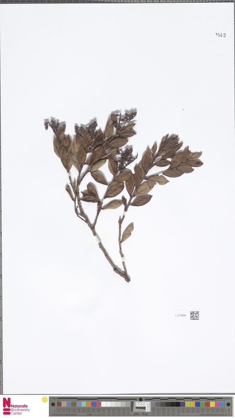 Vaccinium apiculatum photo 5