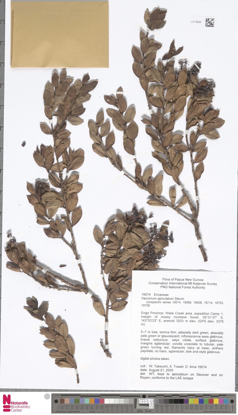 Vaccinium apiculatum photo 6