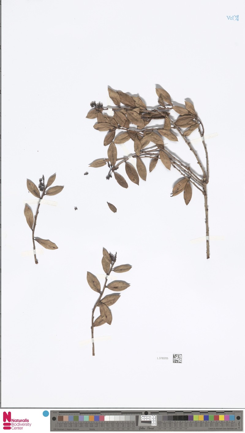 Vaccinium apiculatum photo 7