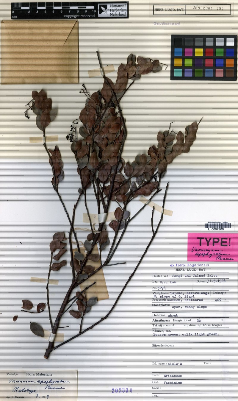 Vaccinium apophysatum