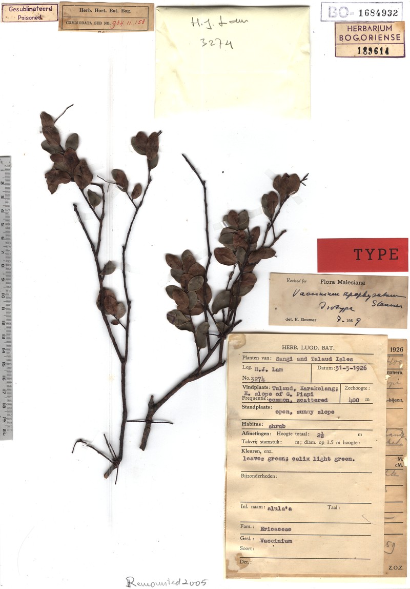 Vaccinium apophysatum photo 2