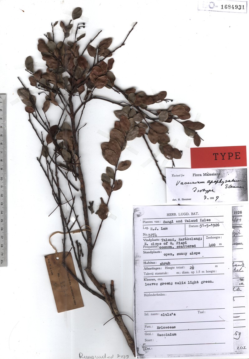 Vaccinium apophysatum photo 3