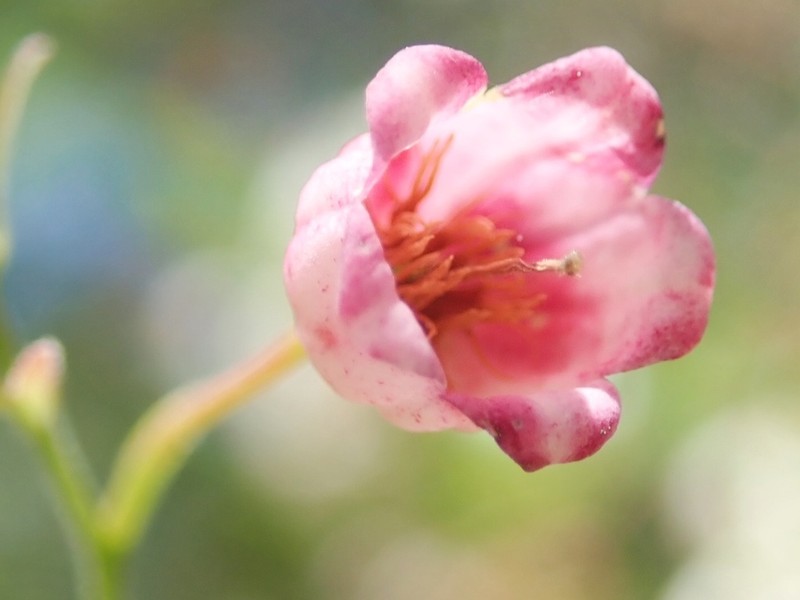 Farkleberry photo 2
