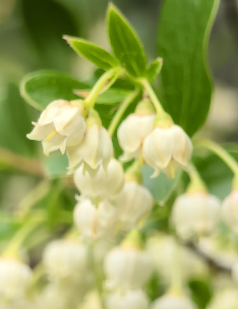 Farkleberry photo 3