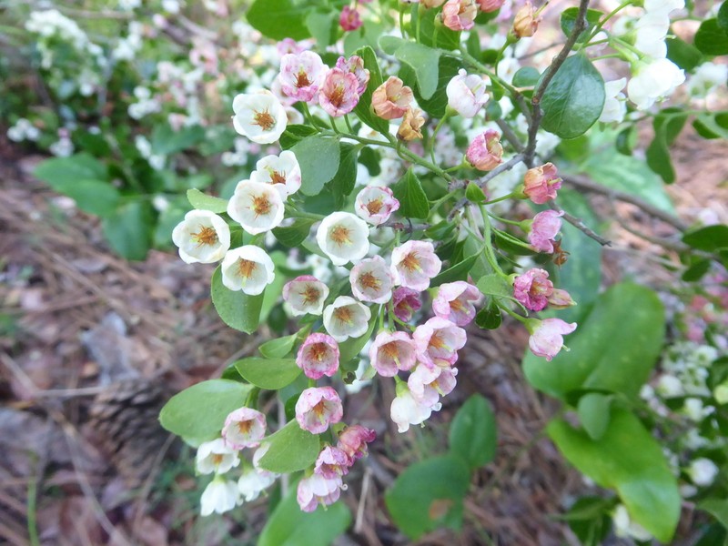 Farkleberry photo 4