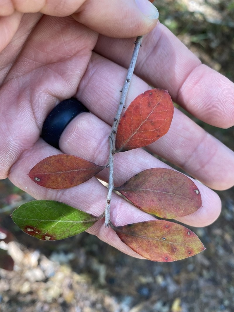 Farkleberry photo 5