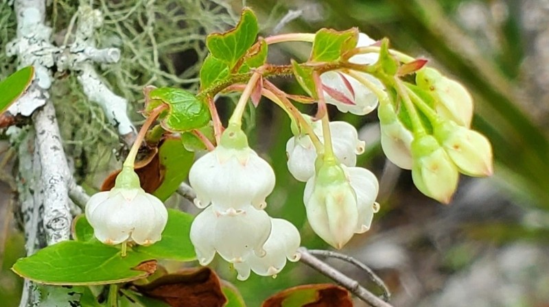 Farkleberry photo 6