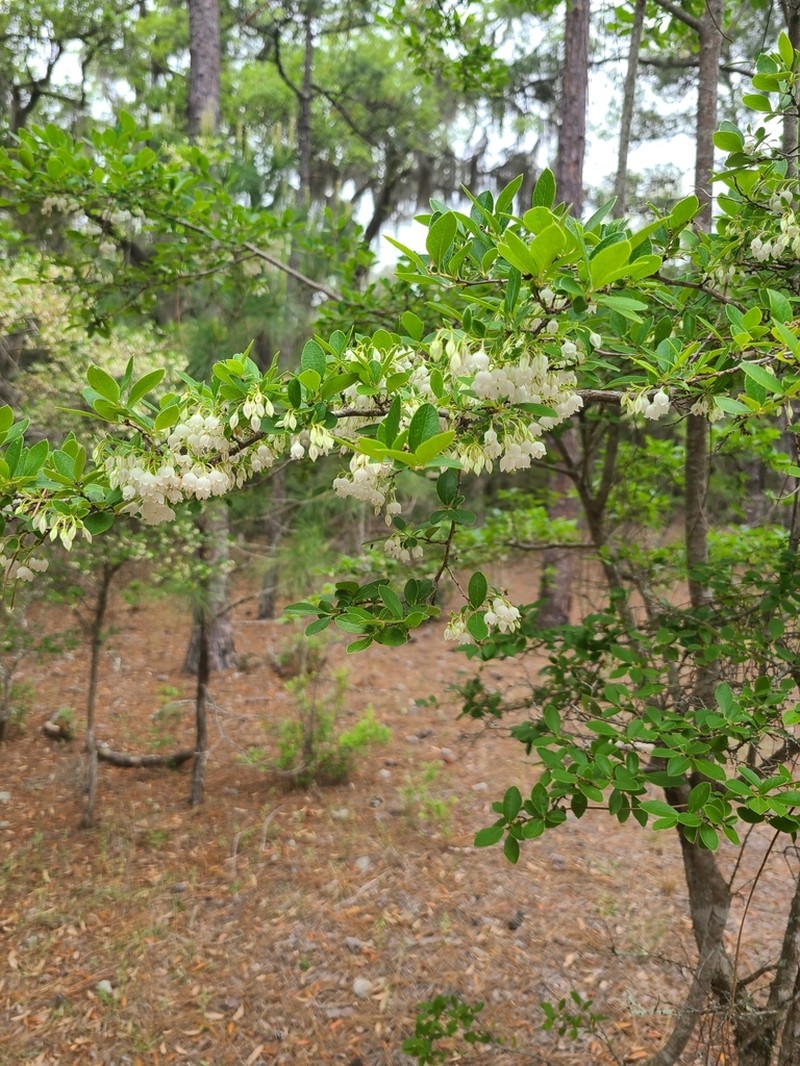 Farkleberry photo 7