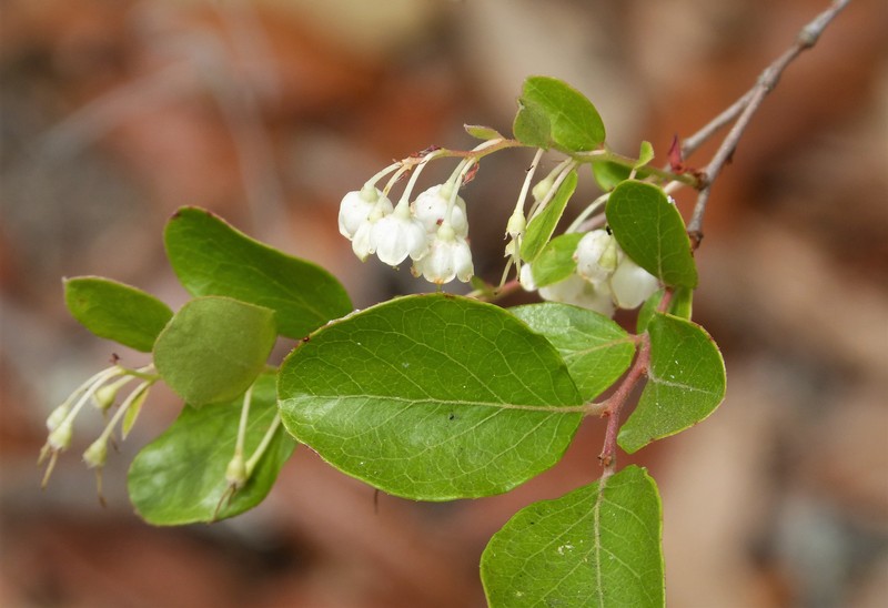 Farkleberry photo 2