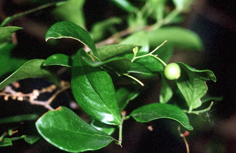 Farkleberry photo 4