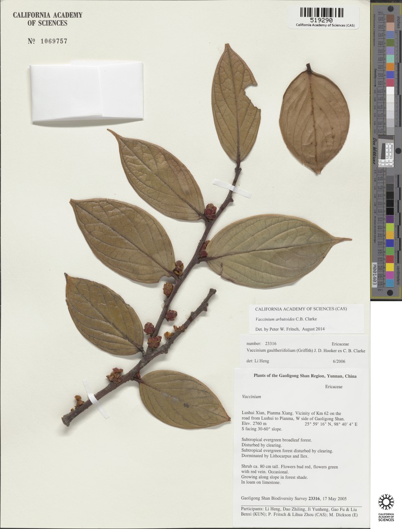 Vaccinium arbutoides