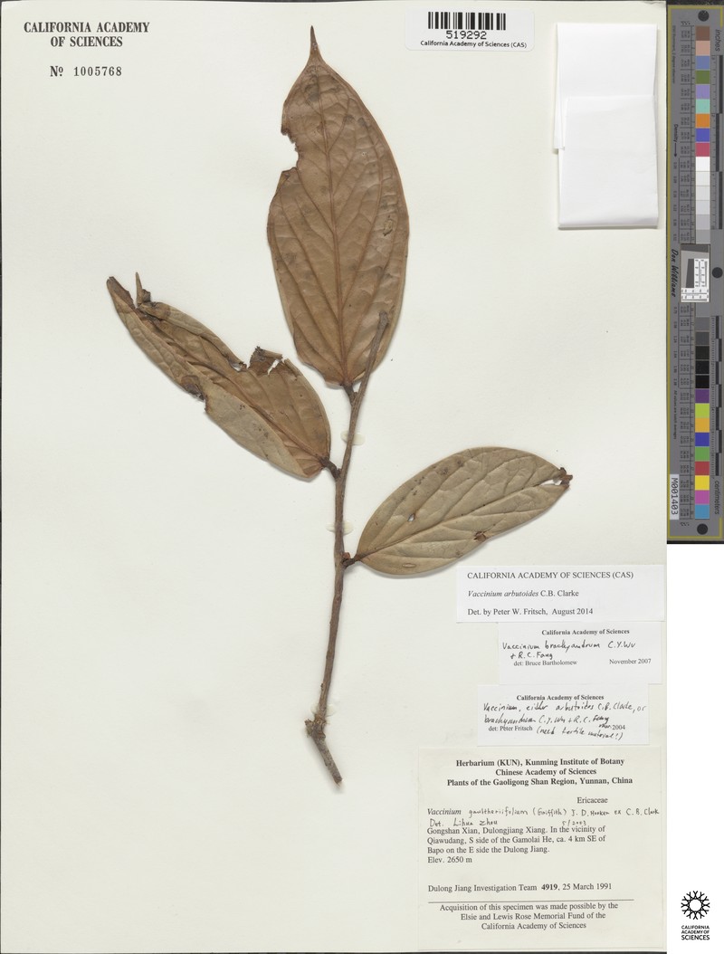 Vaccinium arbutoides photo 2
