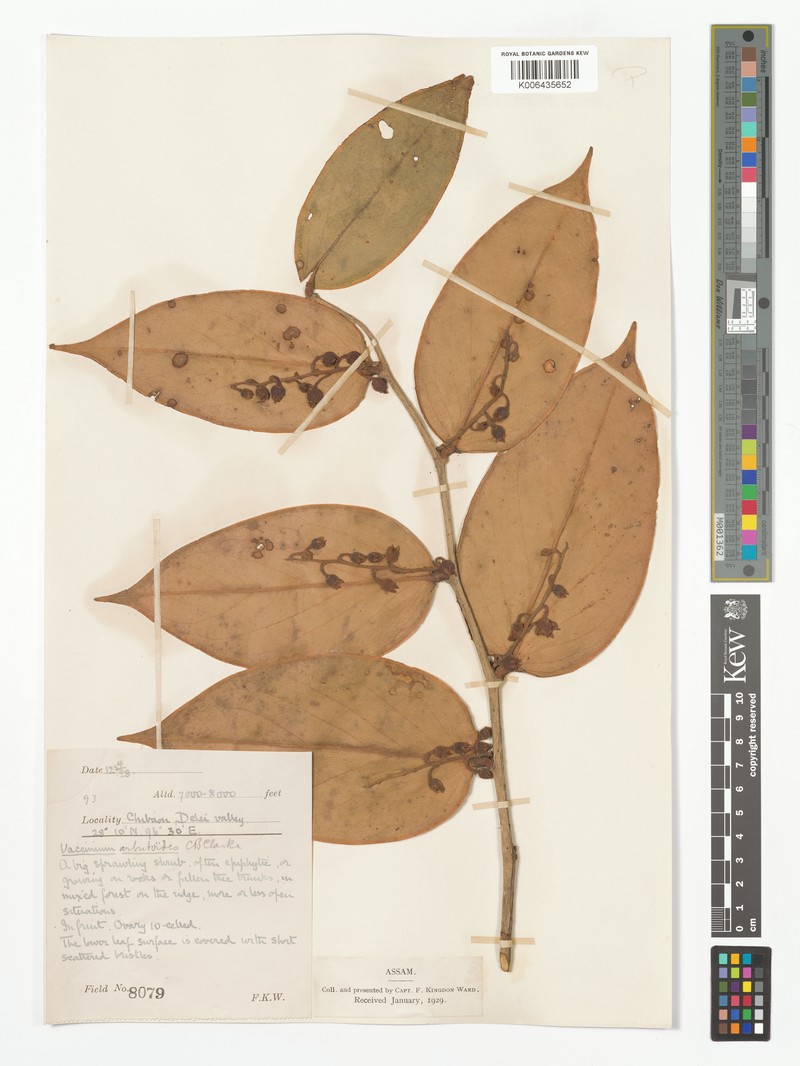 Vaccinium arbutoides photo 3
