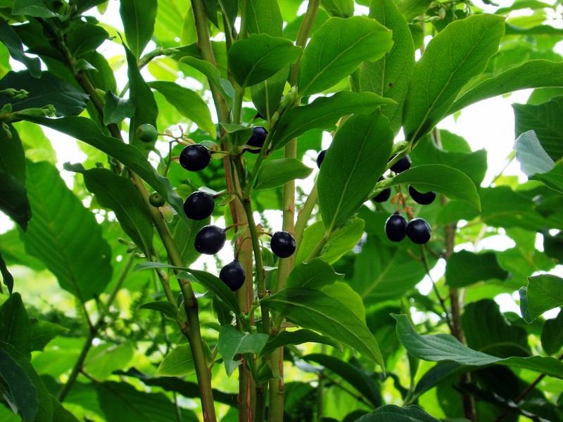 Vaccinium arctostaphylos photo 2