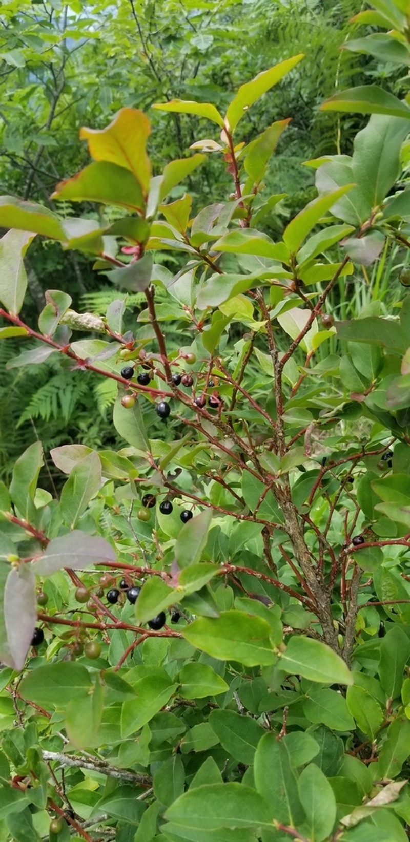 Vaccinium arctostaphylos photo 3