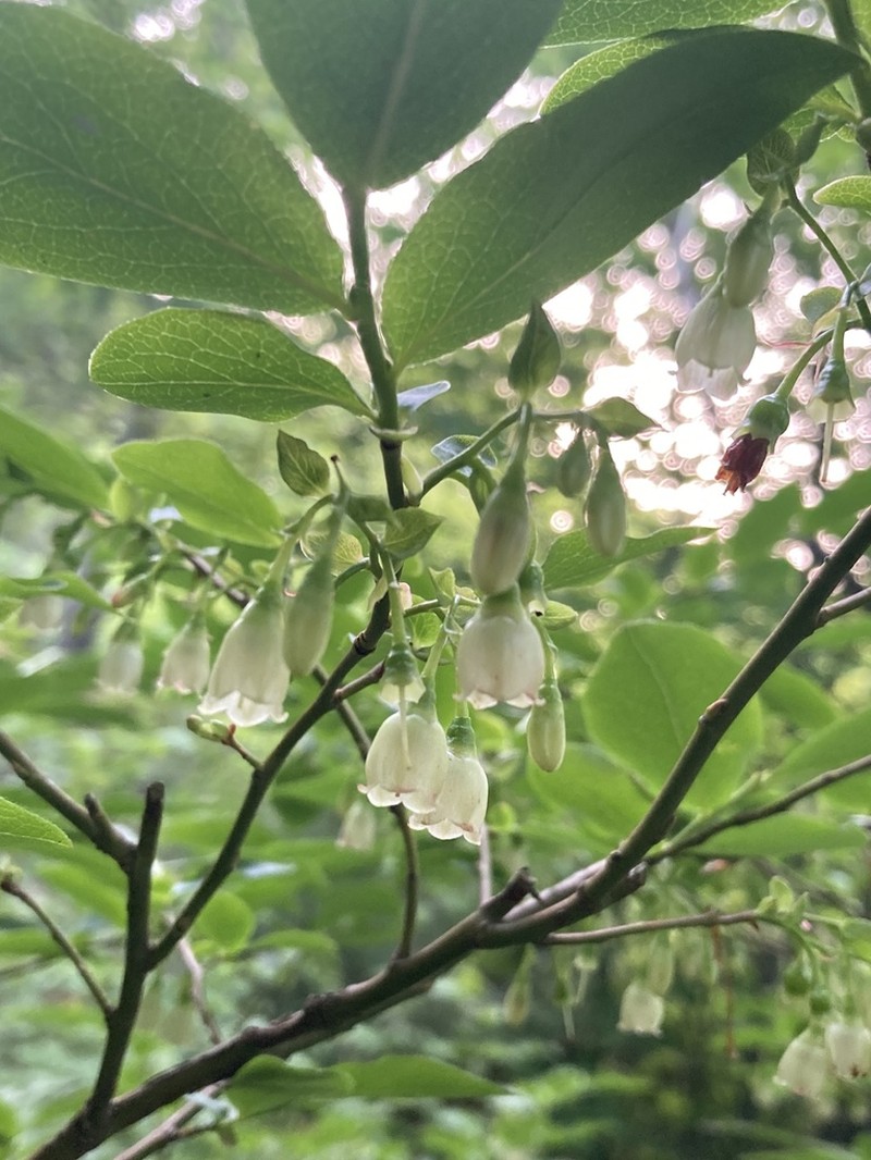Vaccinium arctostaphylos photo 4