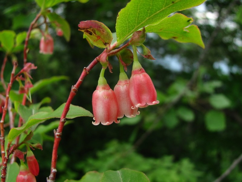 Vaccinium arctostaphylos photo 5