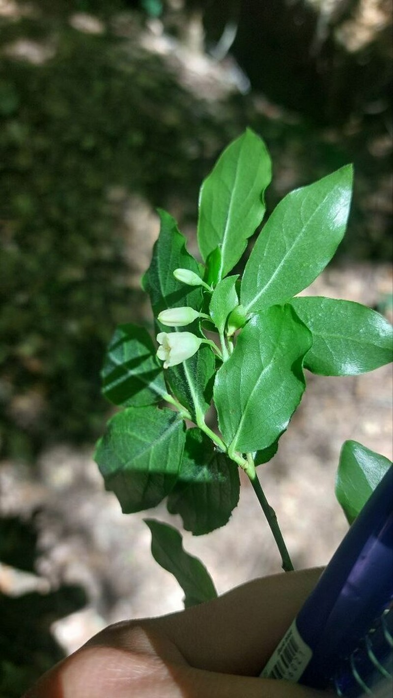 Vaccinium arctostaphylos photo 6